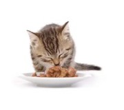 Коти/кішки Коти/кішки